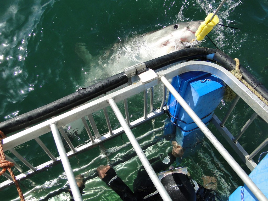 Shark Cage Diving