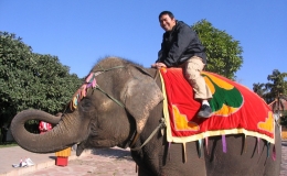 Elephant