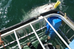 Shark Cage Diving